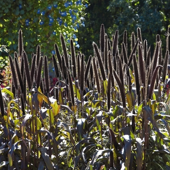 Pennisetum glaucum 'Jester' (130515)