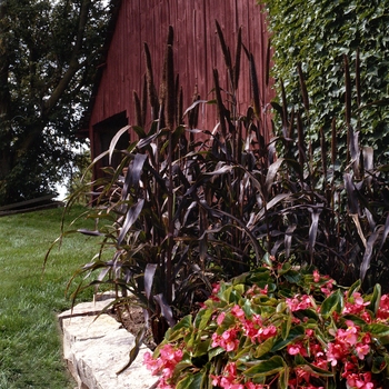 Pennisetum glaucum 'Purple Majesty' (130518)