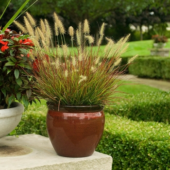 Pennisetum alopecuroides 'Burgundy Bunny' (130520)