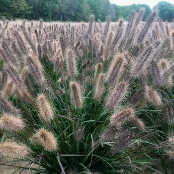 Pennisetum alopecuroides 'Puppy Love' (130523)