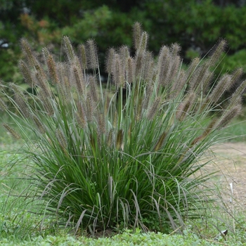 Pennisetum alopecuroides 'Puppy Love' (130524)