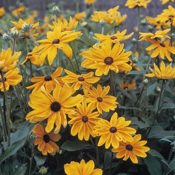 Rudbeckia hirta 'Indian Summer' (130528)