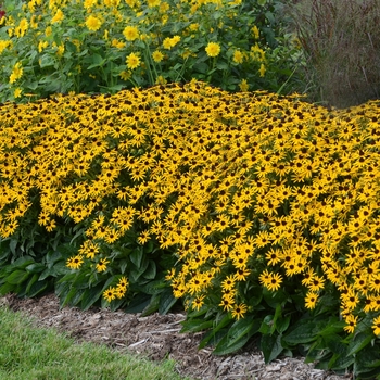 Rudbeckia fulgida var. sullivantii 'Little Goldstar' (130529)