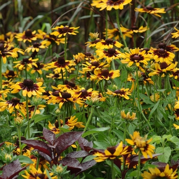 Rudbeckia hirta 'Sonora' (130532)