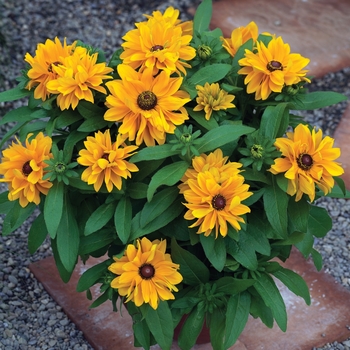 Rudbeckia hirta 'Tiger Eye™ Gold' (130534)