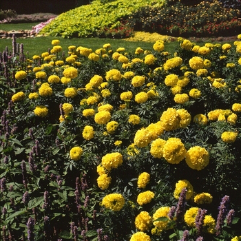 Tagetes erecta Lady 'Primrose' (130536)