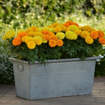 Tagetes erecta Taishan® 'Mix' (130541)