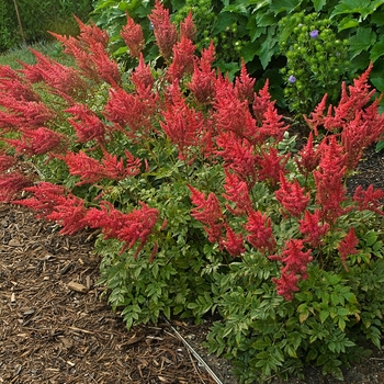 Astilbe rhizomatous 'August Light' (130548)