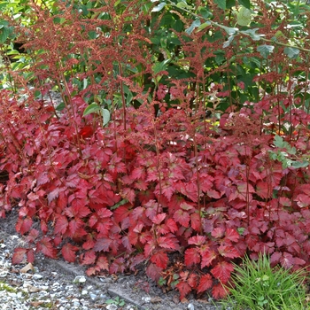 Astilbe x arendsii 'Color Flash®' (130553)