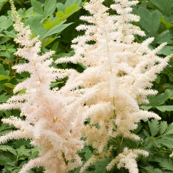 Astilbe chinensis 'Milk and Honey' (130563)