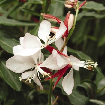 Gaura lindheimeri Ballerina™ 'Blush' (130739)