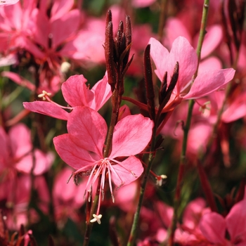 Gaura lindheimeri Belleza® '' (130745)