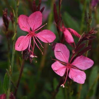 Gaura lindheimeri Belleza® 'Pink' (130746)