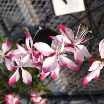 Gaura lindheimeri 'Little Janie' (130753)