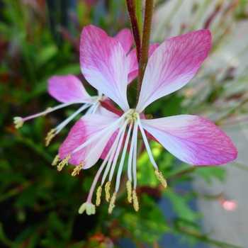 Gaura lindheimeri 'Little Janie' (130754)