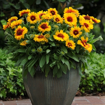 Gaillardia x grandiflora Mesa™ 'Bright Bicolor' (130785)