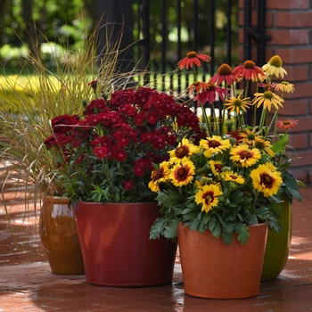 Gaillardia x grandiflora Mesa™ 'Bright Bicolor' (130786)