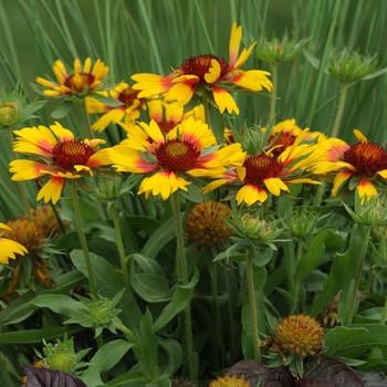 Gaillardia x grandiflora Mesa™ 'Bright Bicolor' (130787)