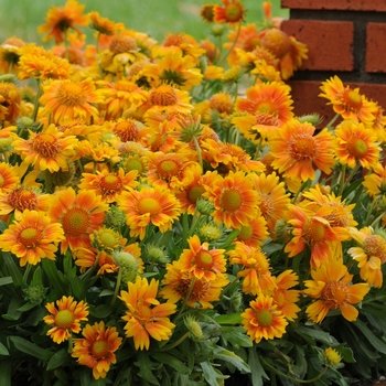 Gaillardia x grandiflora Mesa™ 'Peach' (130790)