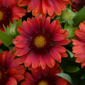 Gaillardia x grandiflora Mesa™ 'Red' (130791)