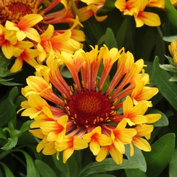 Gaillardia Realflor® 'Fanfare' (130795)