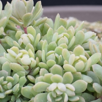 Graptopetalum glassii '' (130818)