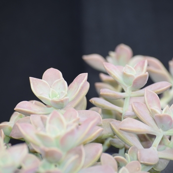 Graptopetalum parguyense '' (130820)