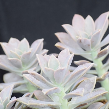 Graptopetalum parguyense '' (130823)