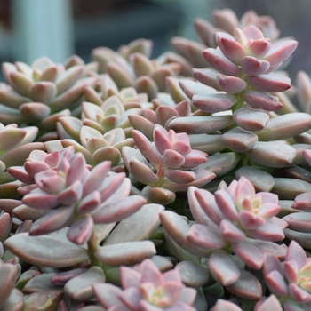 x Graptosedum 'Vera Higgins' (130825)