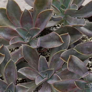 x Graptosedum 'Vera Higgins' (130826)