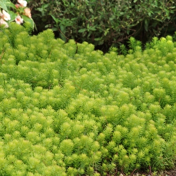 Sedum rupestre 'Angelina' (130830)