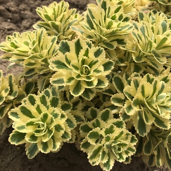 Sedum takesimense 'Atlantis™' (130832)