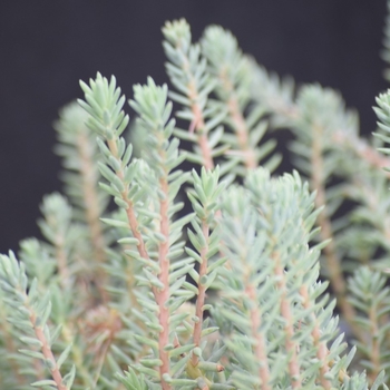 Sedum reflexum 'Blue Spruce' (130841)