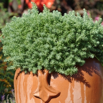 Sedum reflexum 'Blue Spruce' (130842)