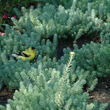 Sedum reflexum 'Blue Spruce' (130844)