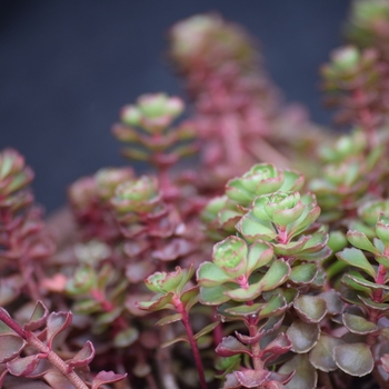 Sedum spurium 'Fuldaglut (Fulda Glow)' (130850)