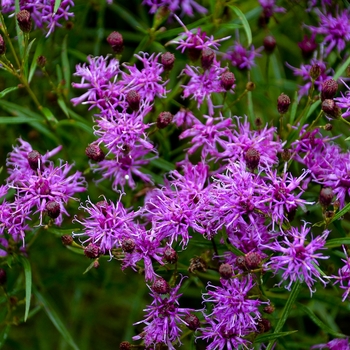 Vernonia 'Southern Cross' (130864)