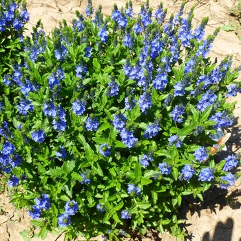 Veronica austriaca 'Venice Blue' (130870)