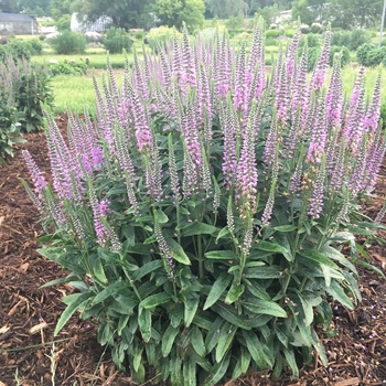 Veronica spicata 'Lavender Lightsaber' (130890)