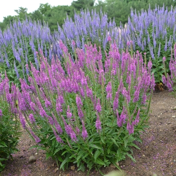 Veronica spicata 'Mona Lisa Smile' (130892)