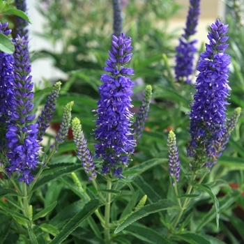 Veronica 'Dark Blue' (130894)