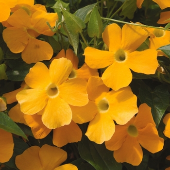 Thunbergia alata Susie™ 'Orange Clear' (130931)