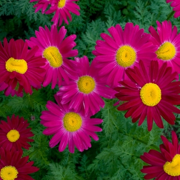 Tanacetum coccineum 'Robinson's Red' (130937)