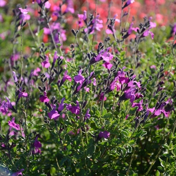 Salvia Arctic Blaze® '' (130939)