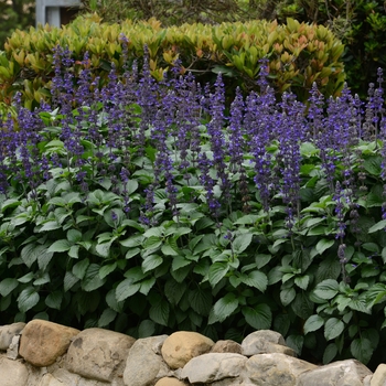 Salvia longispicata x farinacea 'Big Blue' (130943)