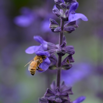 Salvia longispicata x farinacea 'Big Blue' (130944)