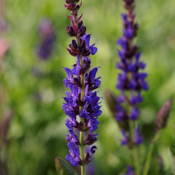 Salvia nemorosa 'Burgundy Candles' (130947)