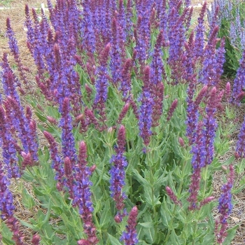 Salvia nemorosa 'Burgundy Candles' (130949)