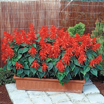 Salvia splendens 'Lighthouse' (130957)