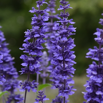 Salvia longispicata x farinacea 'Mystic Spires' (130986)